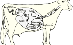 DIGESTION IN RUMINANT ANIMALS