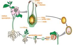 OF ZYGOTE IN PLANTS