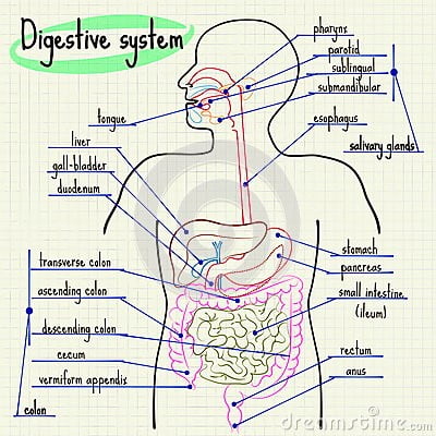 digestive system4