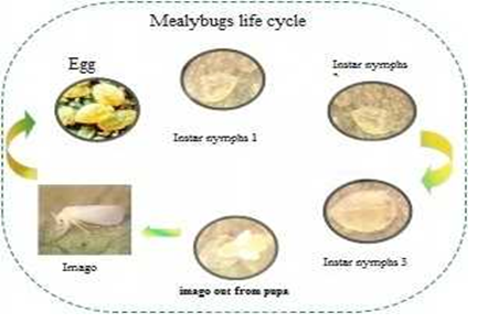 Life Cycle of Cassava Mealy bug