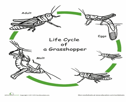 life cycle of grassshopper