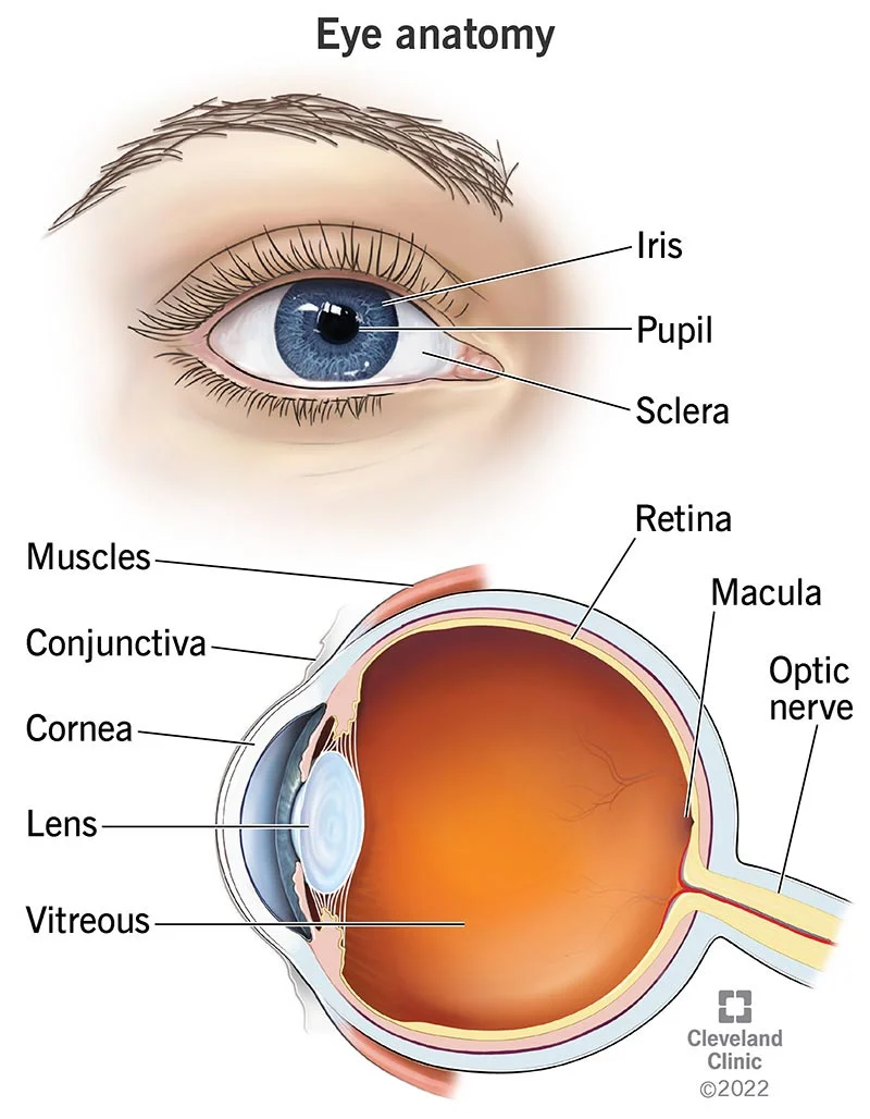 STRUCTURE OF THE EYE