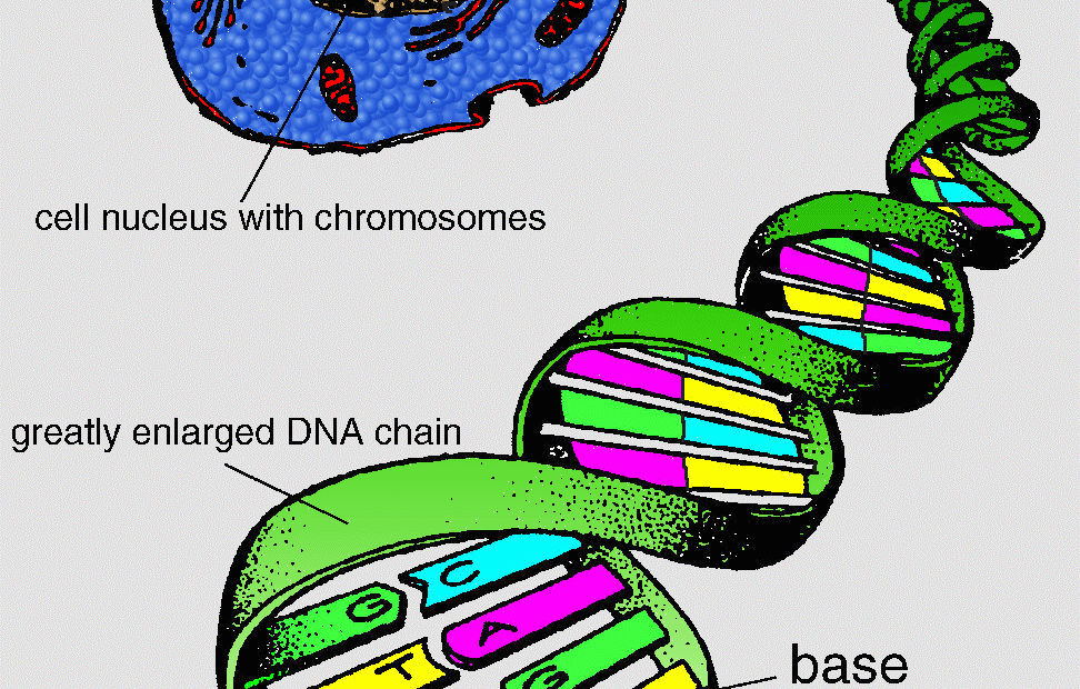 chromosome 1